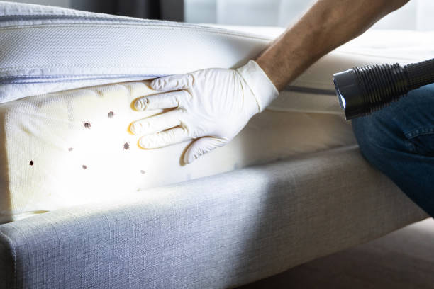 Best Affordable Pest Control Services  in Dayton, IN
